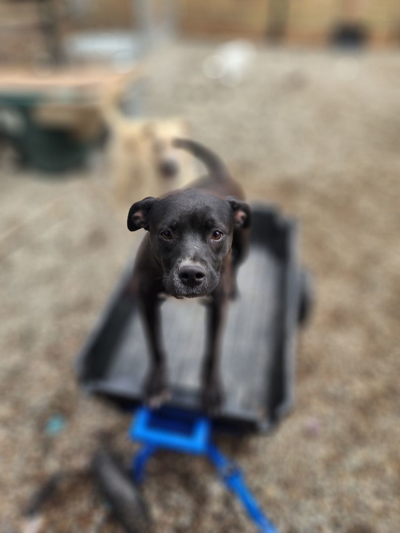 Cloudy, a Adopted mixed breed in Bristol, VT image 6/6