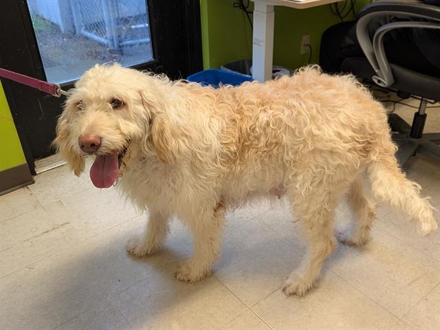 Enlarge BETTY, a Adoptable mixed breed in Kent, WA image 1/1