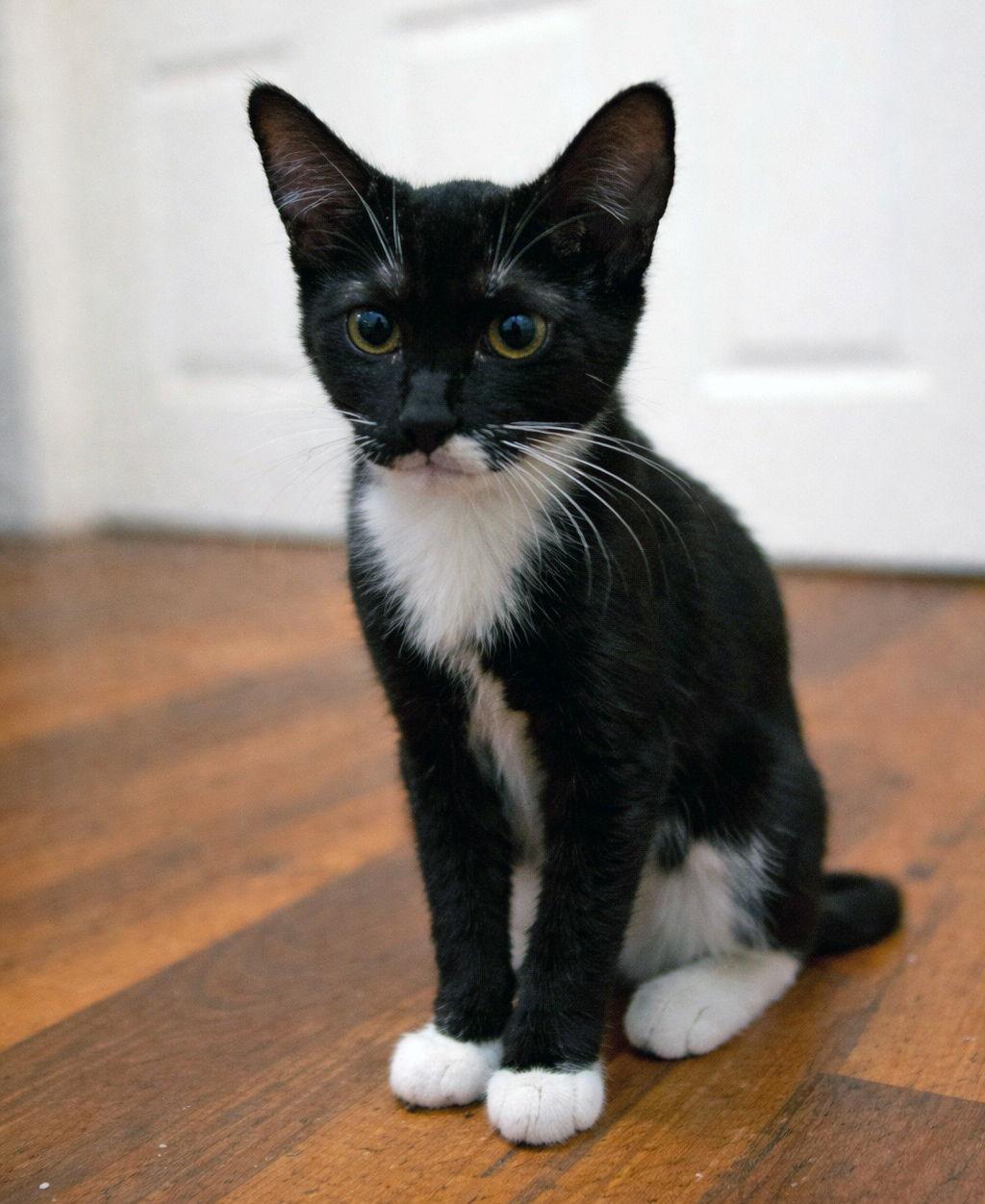 Angora, Adoptable, Kitten Female Domestic Short Hair.