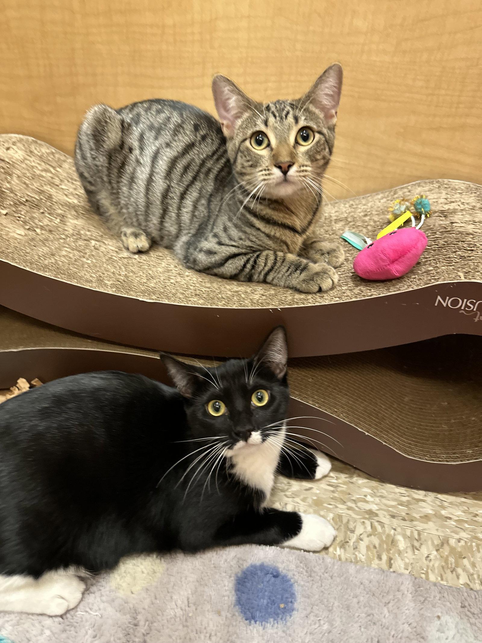 Enlarge Angora, a Adoptable Domestic Short Hair in Mission Viejo, CA image 2/3