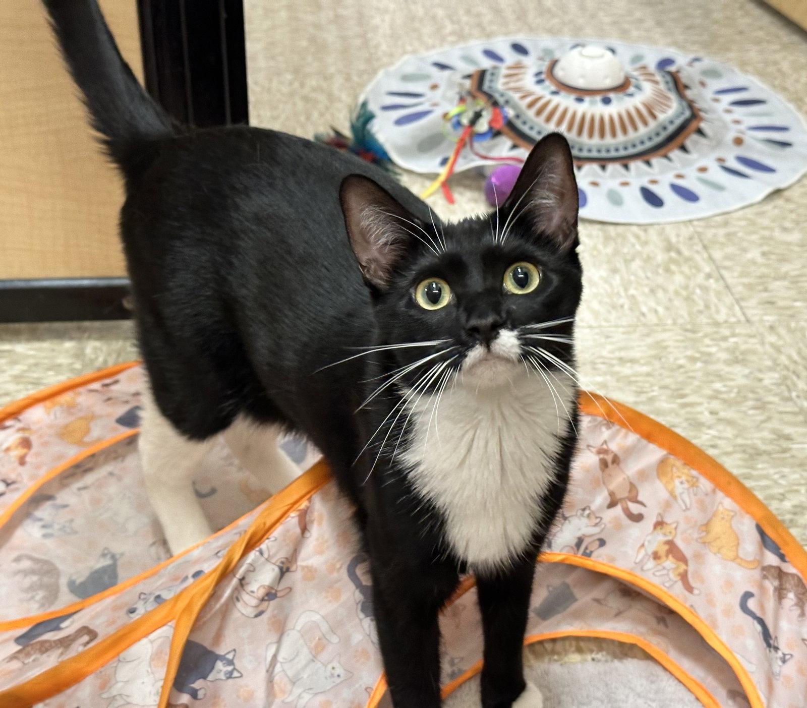 Enlarge Angora, a Adoptable Domestic Short Hair in Mission Viejo, CA image 1/3