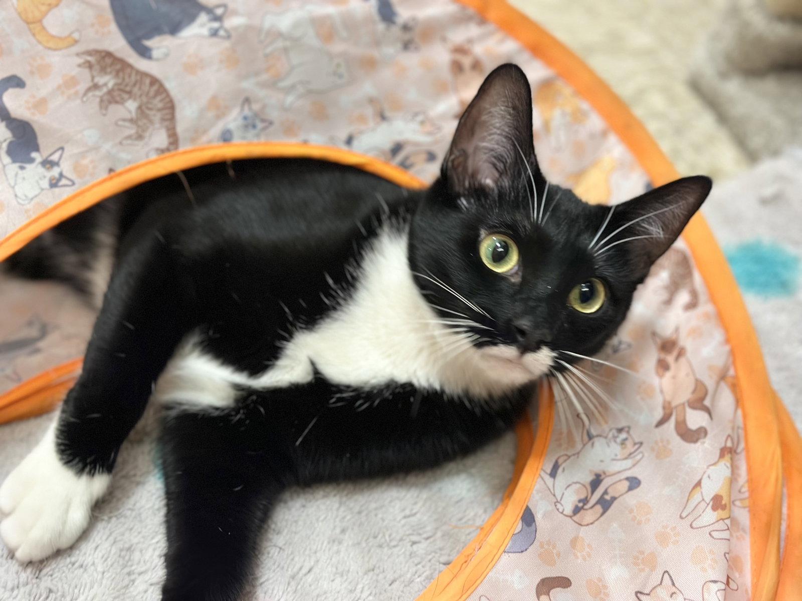 Enlarge Angora, a Adoptable Domestic Short Hair in Mission Viejo, CA image 2/3