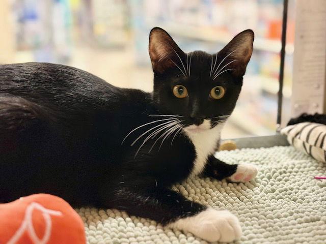 Enlarge Angora, a Adoptable Domestic Short Hair in Mission Viejo, CA image 3/3