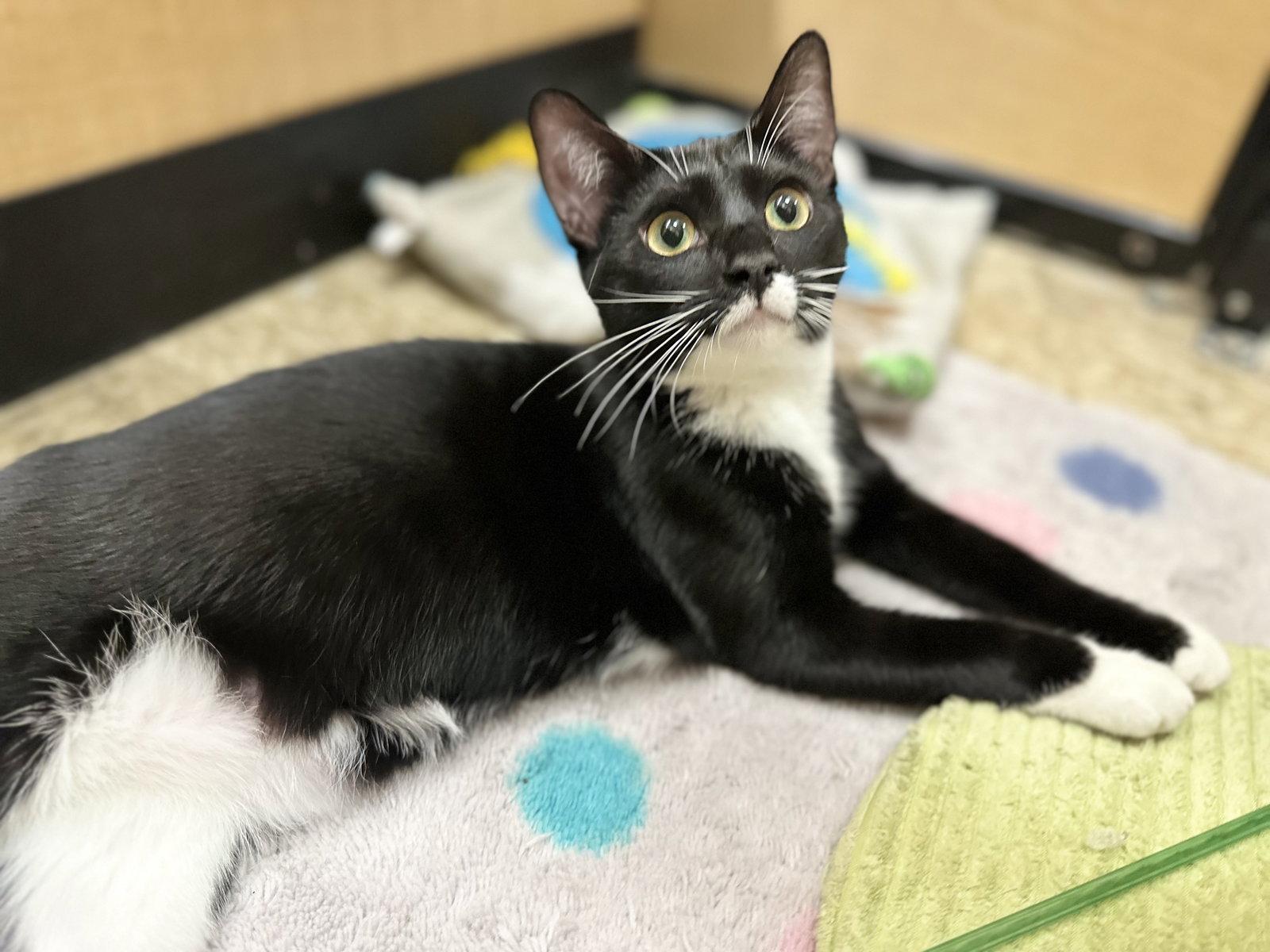 Enlarge Angora, a Adoptable Domestic Short Hair in Mission Viejo, CA image 3/3