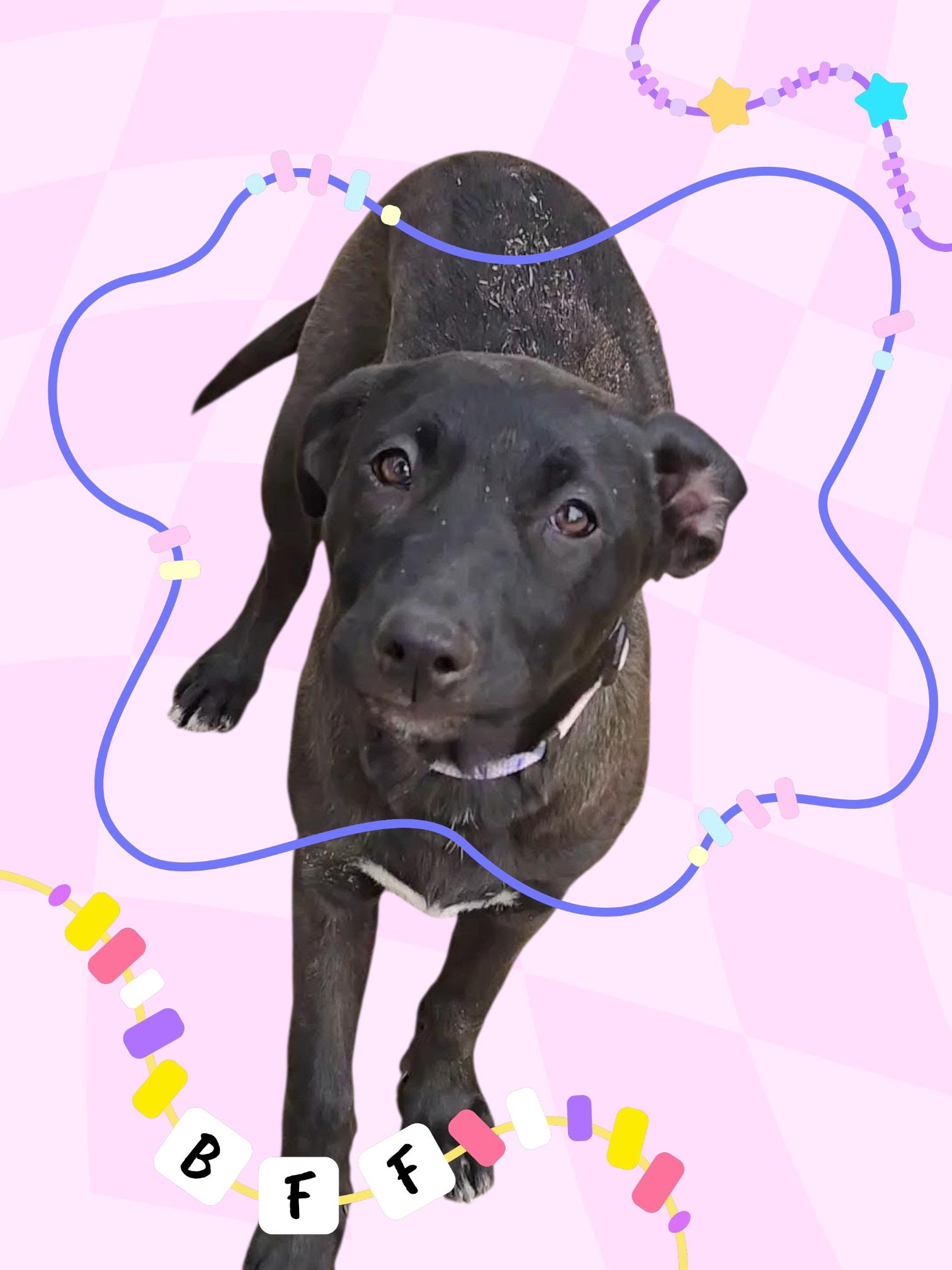 Berlin, Adoptable, Young Female Retriever & Mixed Breed.