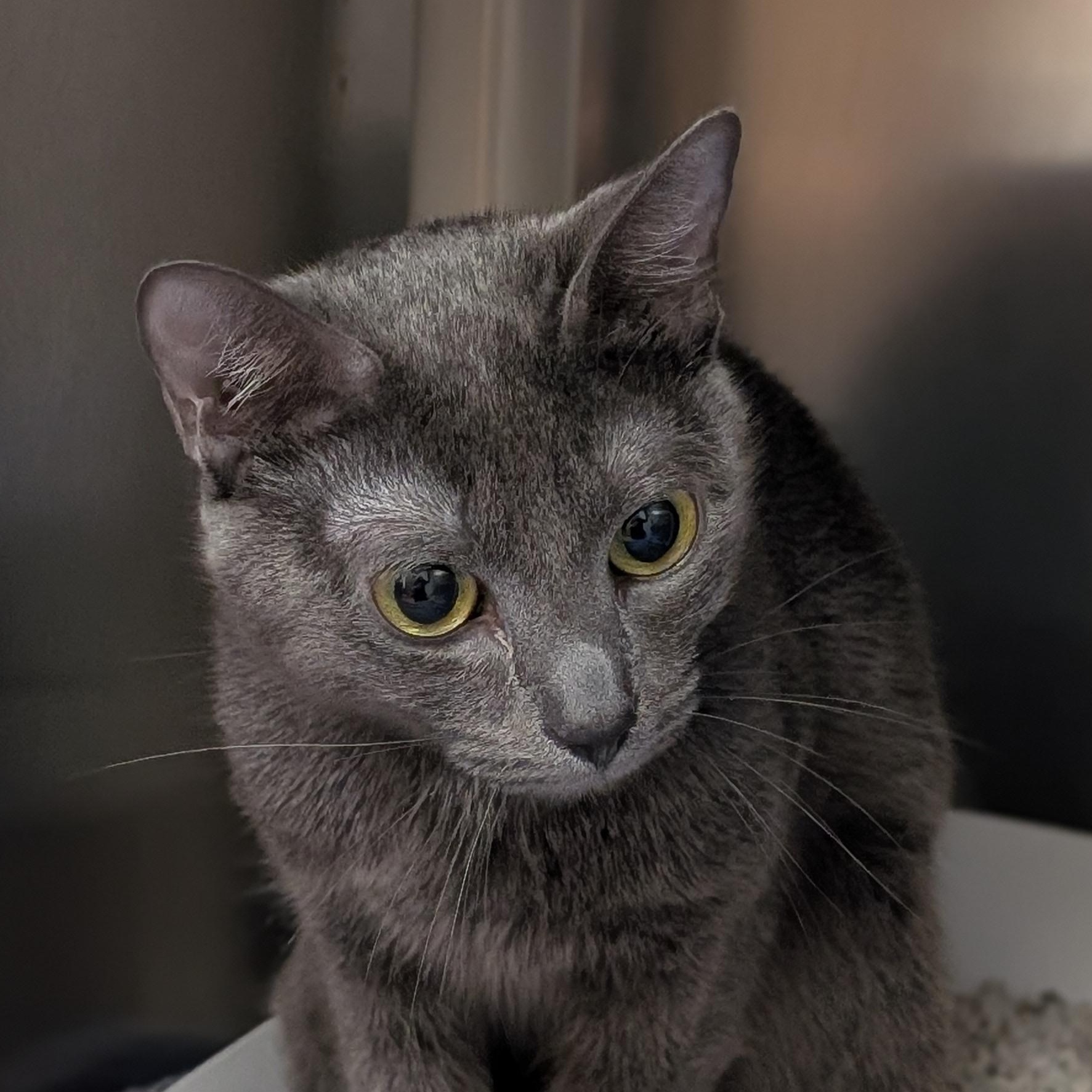 Enlarge Juliette, a Adoptable Domestic Short Hair in St. Augustine, FL image 1/3