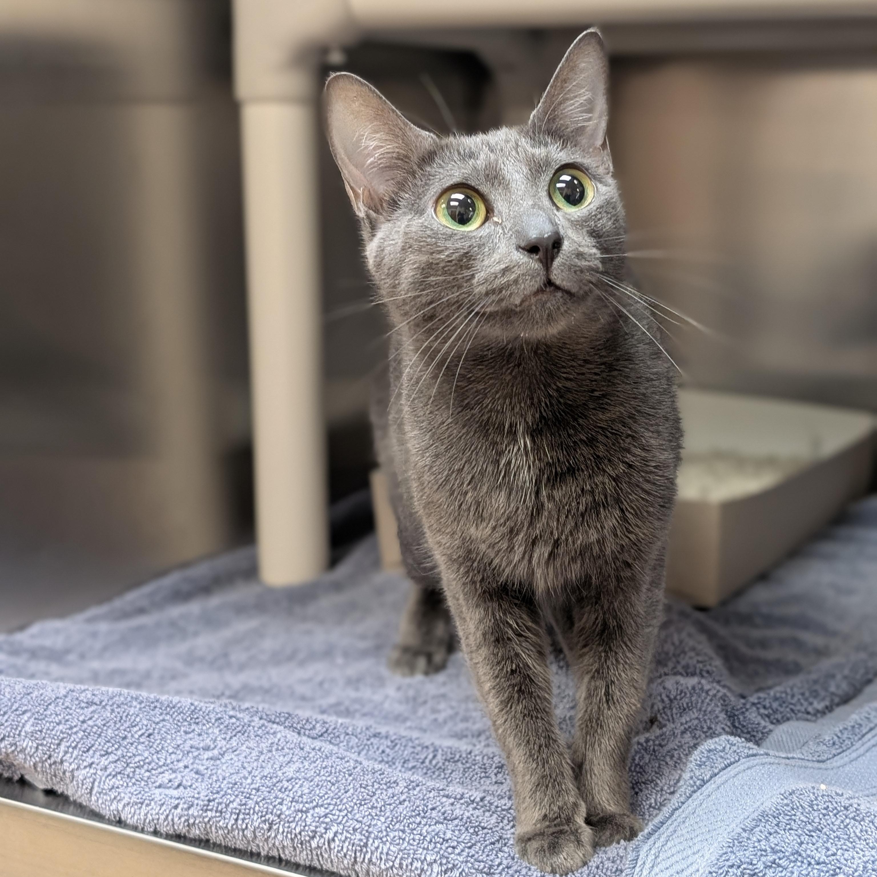 Enlarge Juliette, a Adoptable Domestic Short Hair in St. Augustine, FL image 2/3