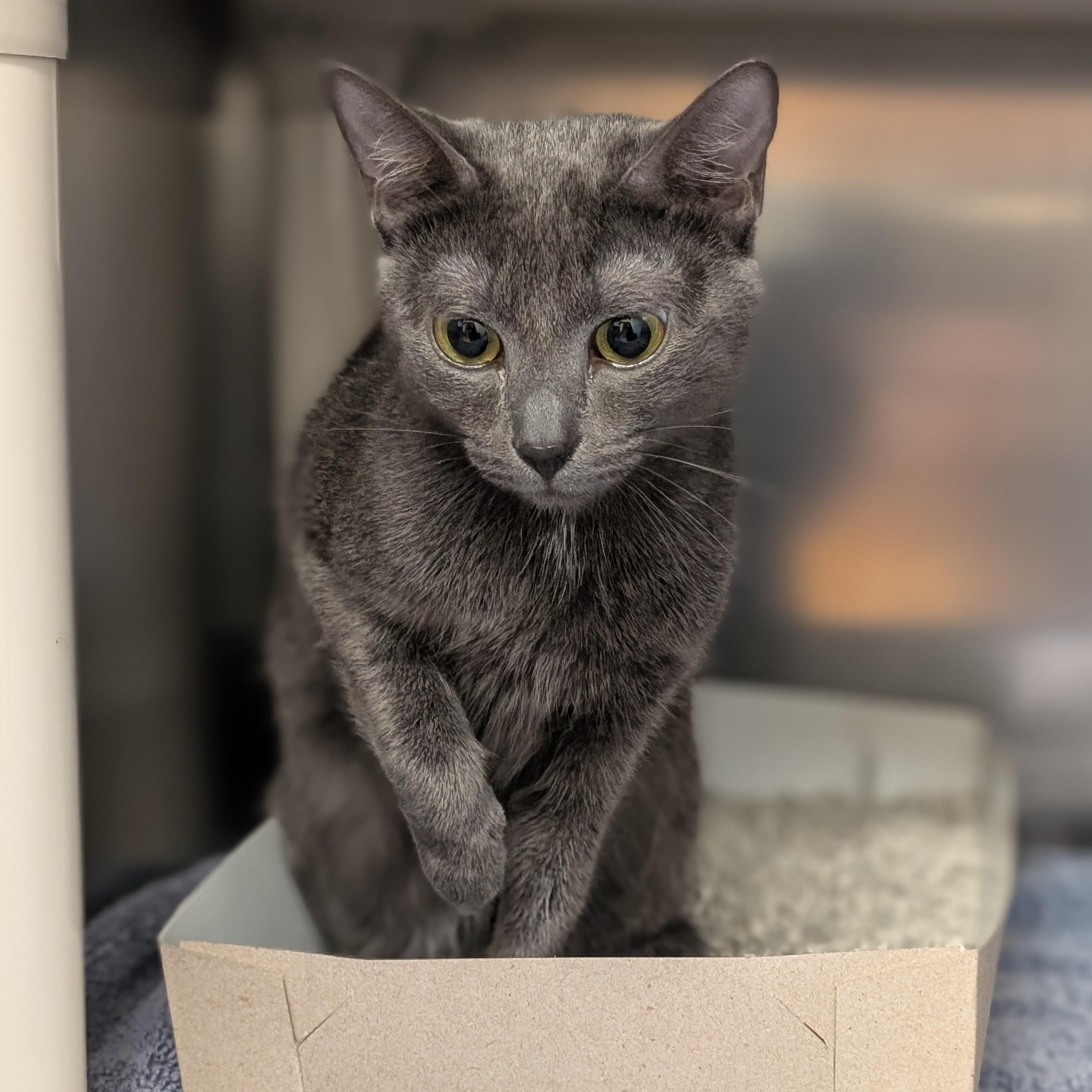 Enlarge Juliette, a Adoptable Domestic Short Hair in St. Augustine, FL image 3/3