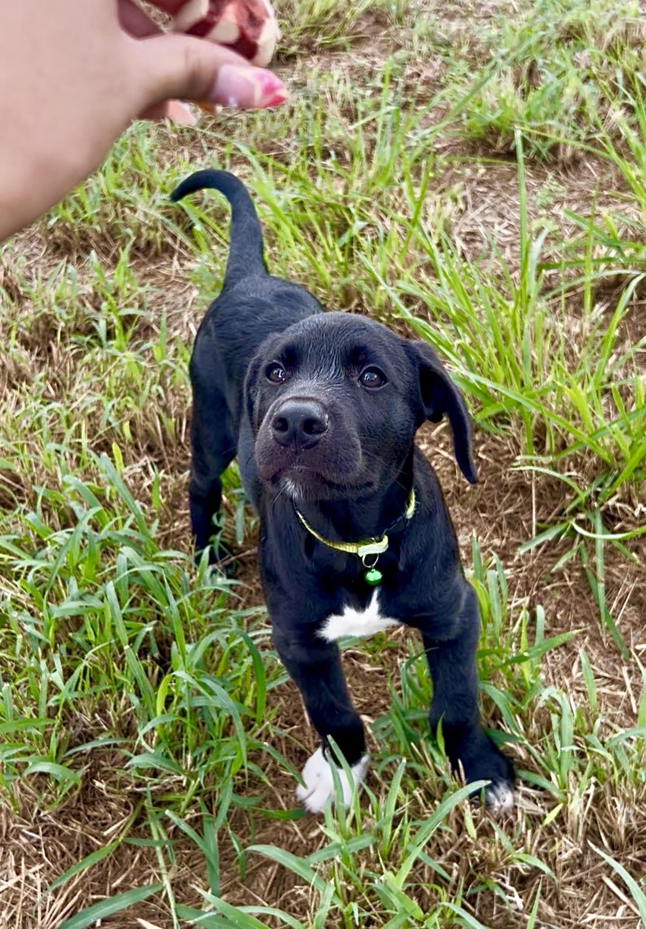 Oreo - Loving, Smart, Cuddly, Puppy, fully vaccinated - LOW FEE, a Adoptable mixed breed in Orlando, FL image 4/6
