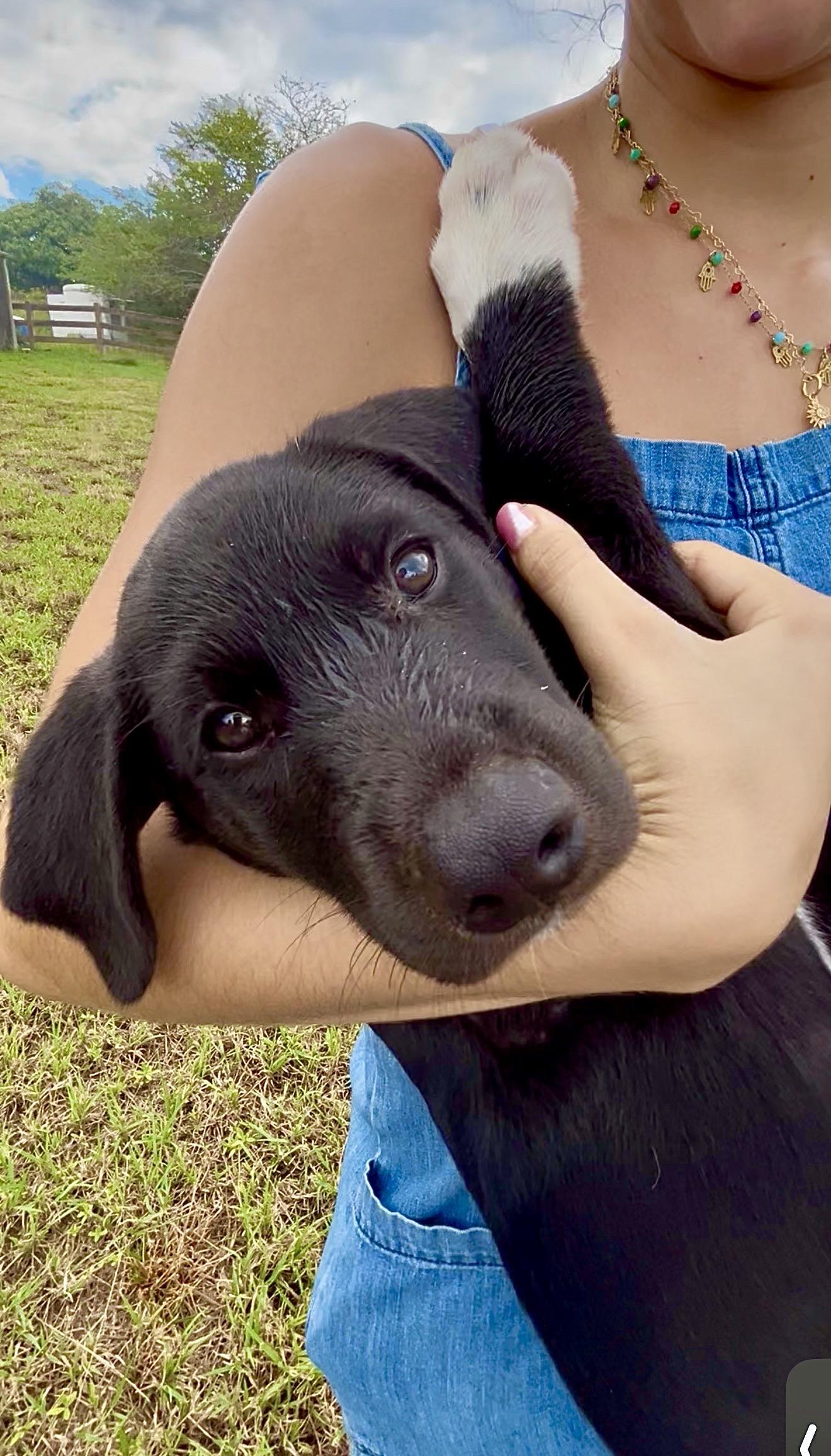 Oreo - Loving, Smart, Cuddly, Puppy, fully vaccinated - LOW FEE, Adoptable, Puppy Male Labrador Retriever & Mountain Cur.