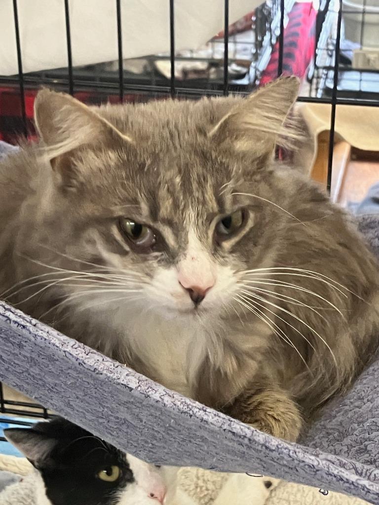 Claudette, a Adoptable mixed breed in Lunenburg, MA image 1/2