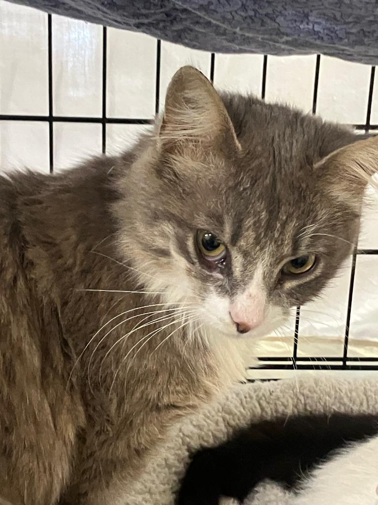 Claudette, a Adoptable mixed breed in Lunenburg, MA image 2/2