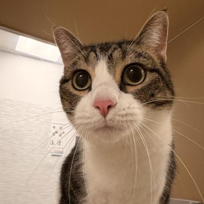 Red, Adoptable, Adult Male Domestic Short Hair.