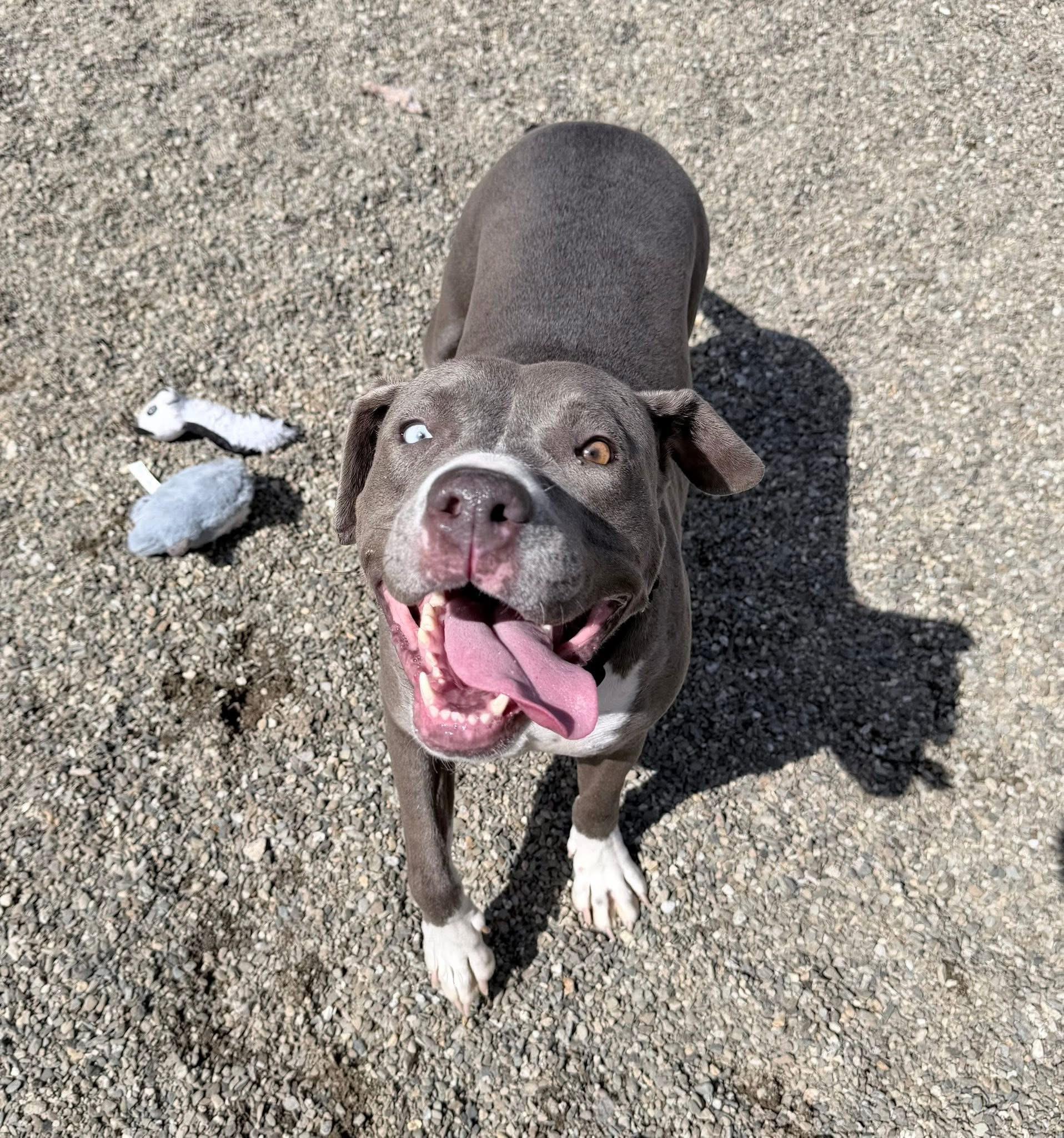 Enlarge Tiffany , a ADOPTABLE mixed breed in Brooks, ME image 1/3