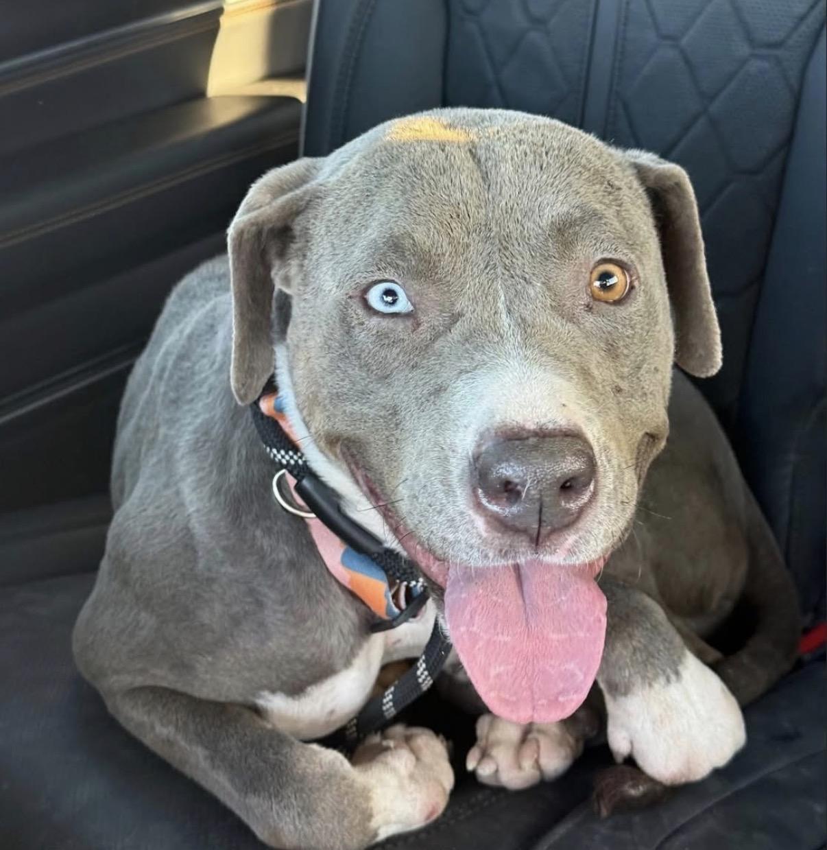 Enlarge Tiffany , a ADOPTABLE mixed breed in Brooks, ME image 2/3