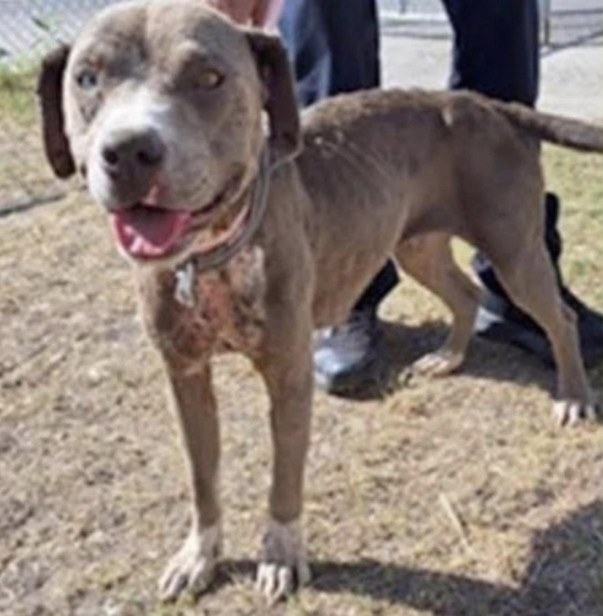 Enlarge Tiffany , a ADOPTABLE mixed breed in Brooks, ME image 3/3