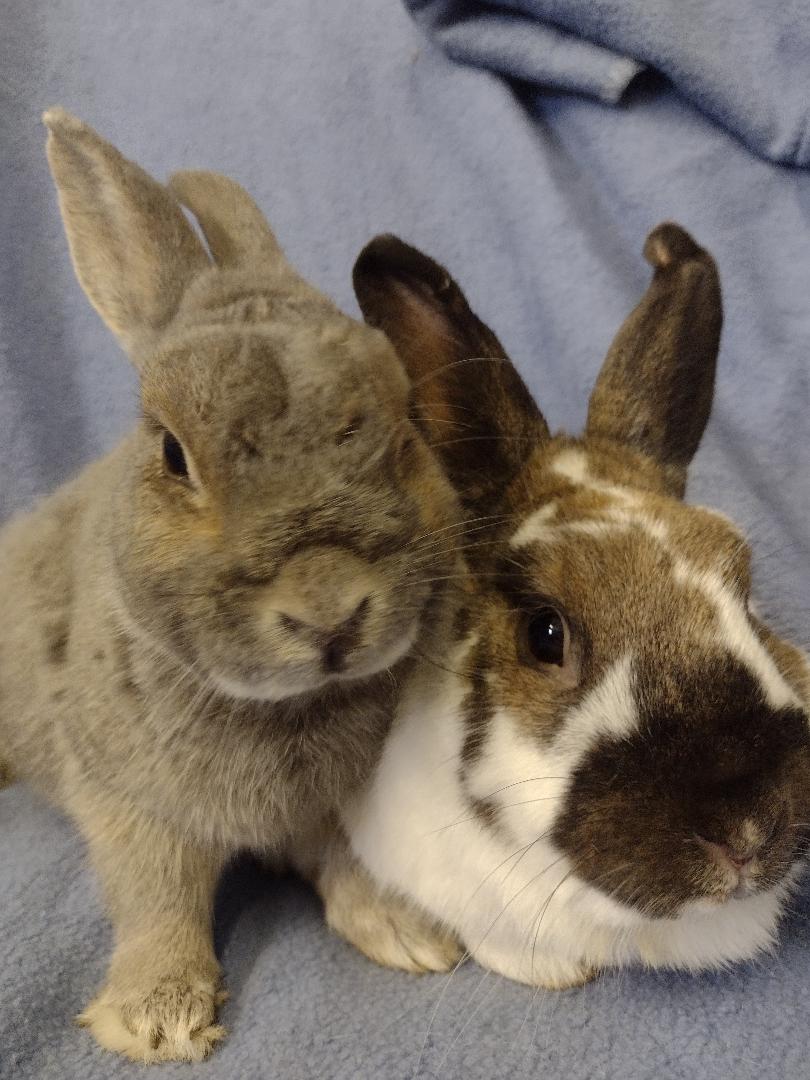 Rabbit for adoption - Bodhi and Vincenza, a Dwarf in Plymouth, MI ...