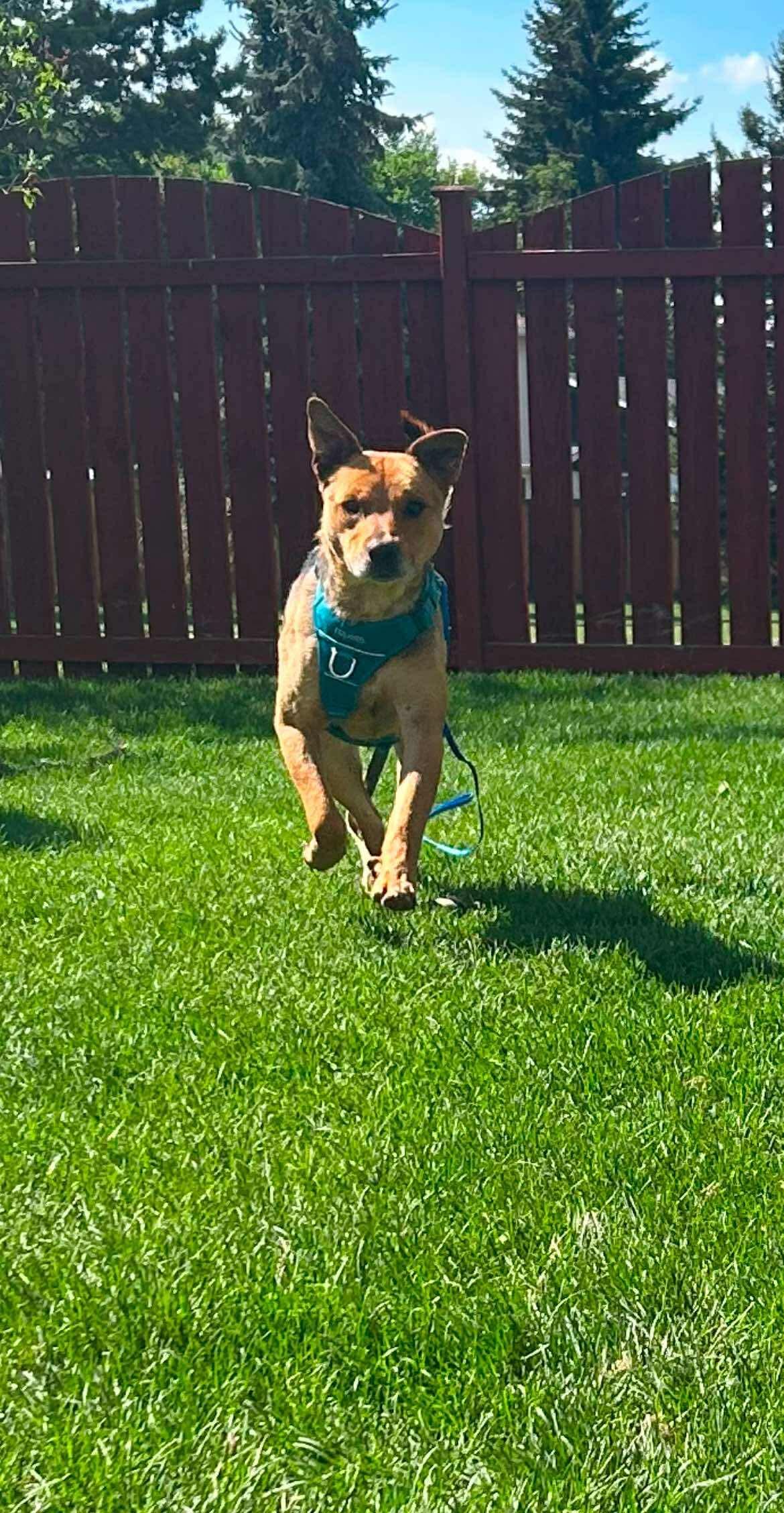 Fingers, an adoptable Shepherd in Edmonton, AB, T5Y 3N6 | Photo Image 2