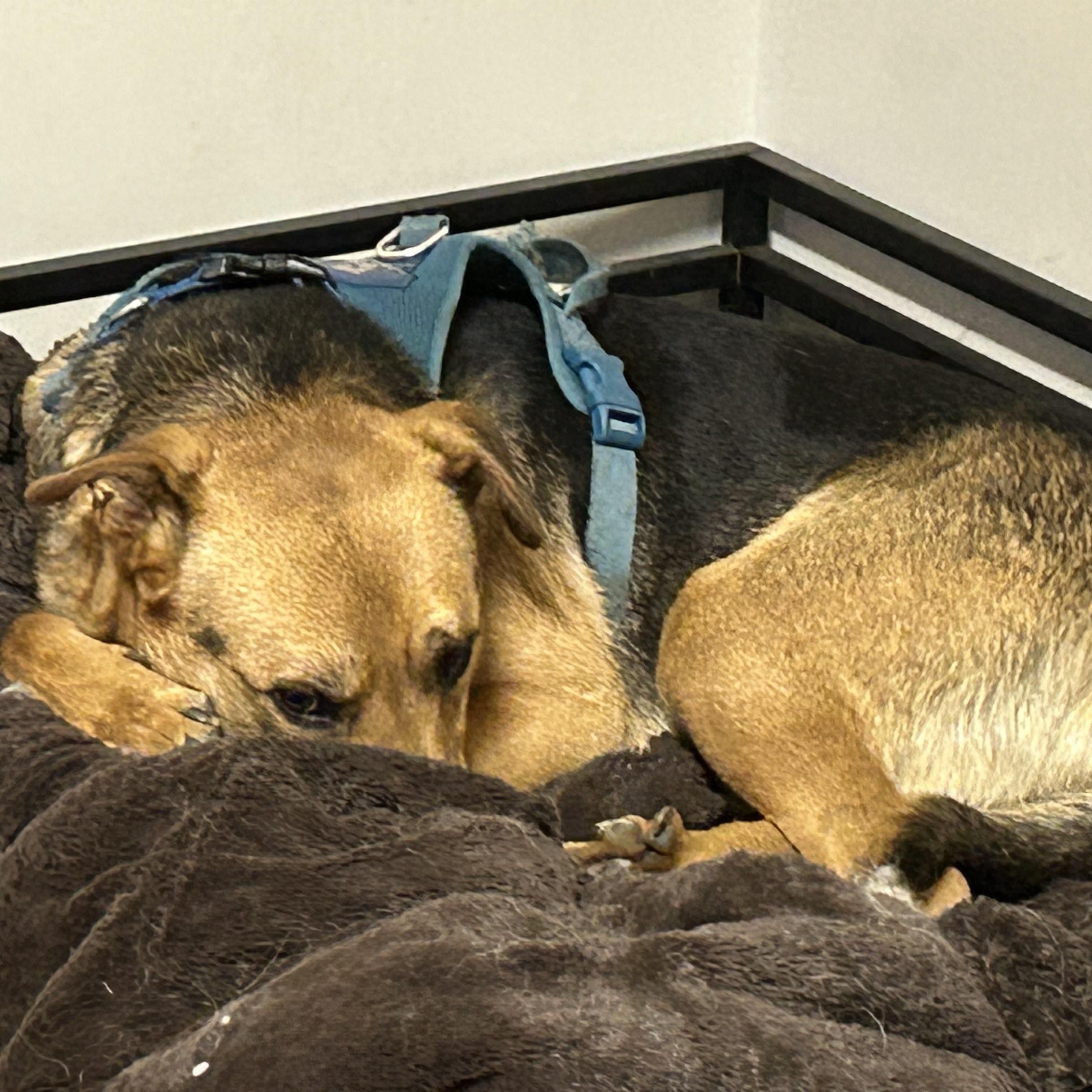 Fingers, an adoptable Shepherd in Edmonton, AB, T5Y 3N6 | Photo Image 3
