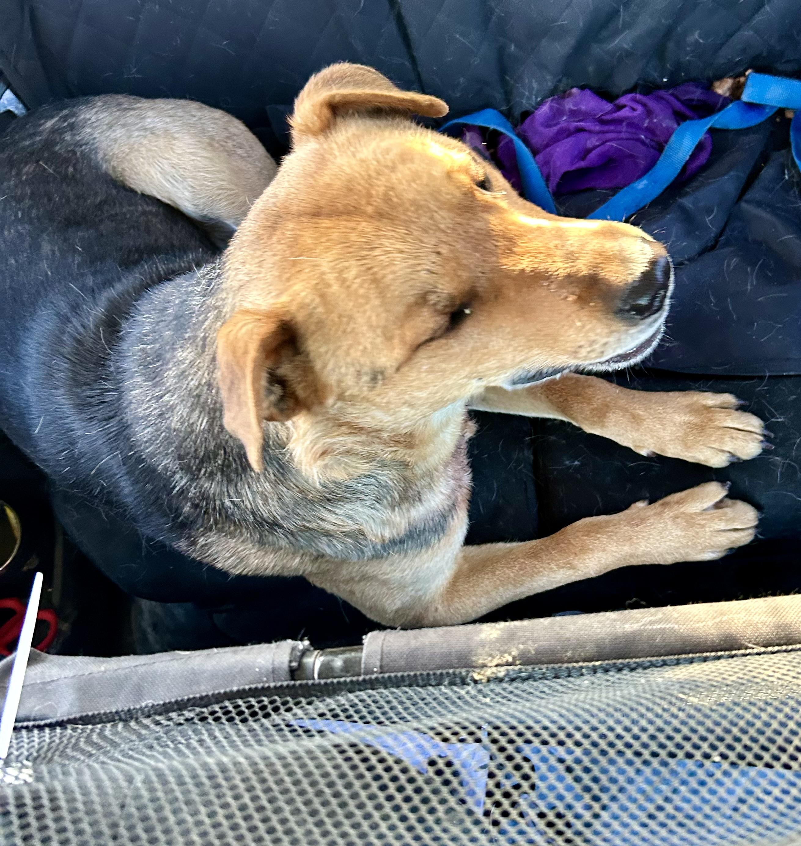 Fingers, an adoptable Shepherd in Edmonton, AB, T5Y 3N6 | Photo Image 3