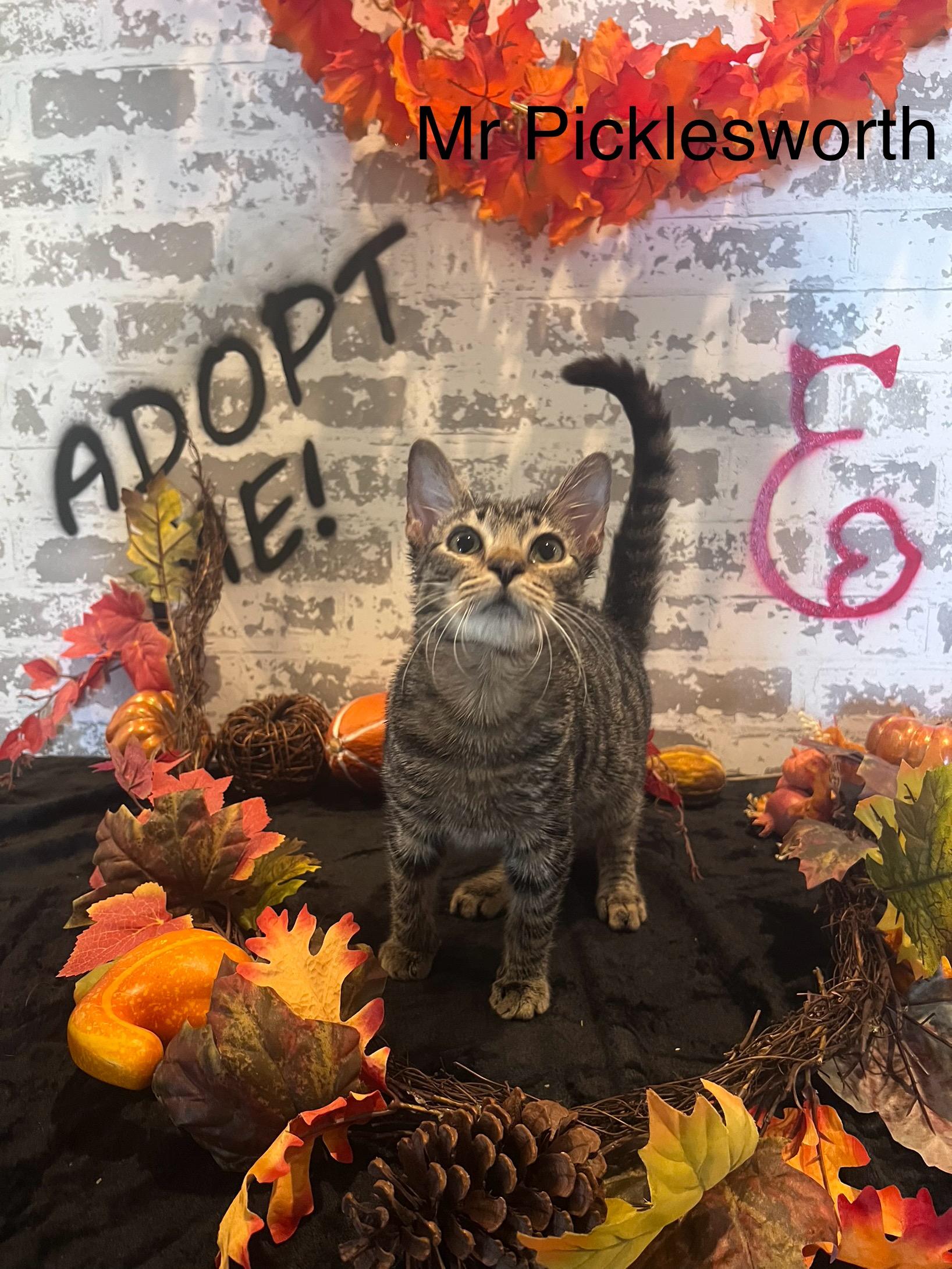 Mr. Pickles, Adoptable, Kitten Male Domestic Short Hair.