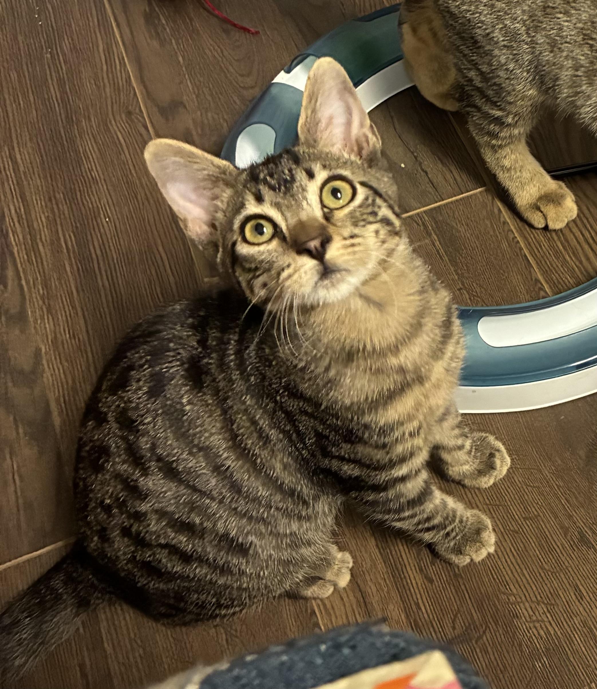 Mr. Pickles