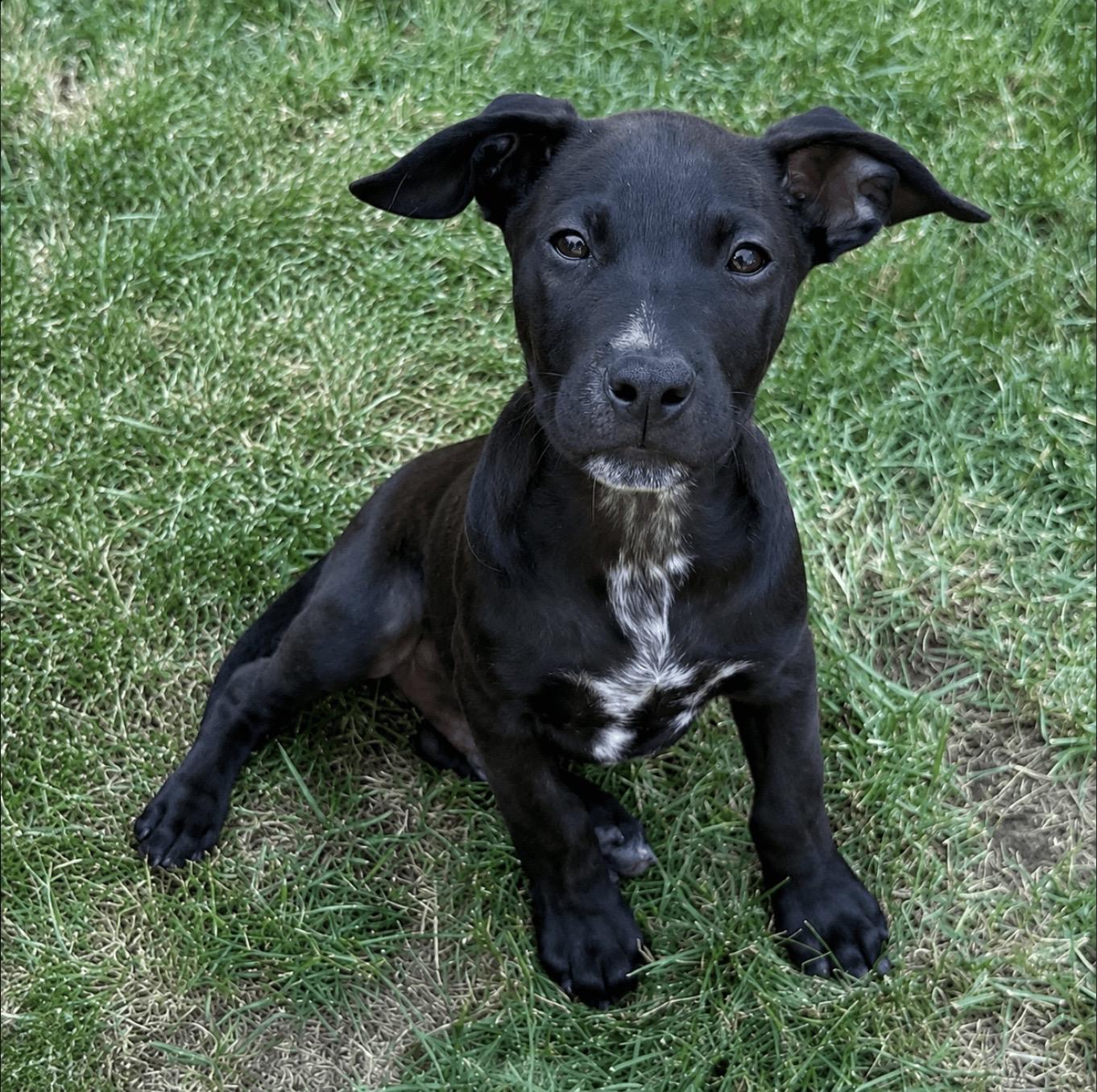 Nolan, ADOPTABLE, Puppy Male Pit Bull Terrier & Mixed Breed.