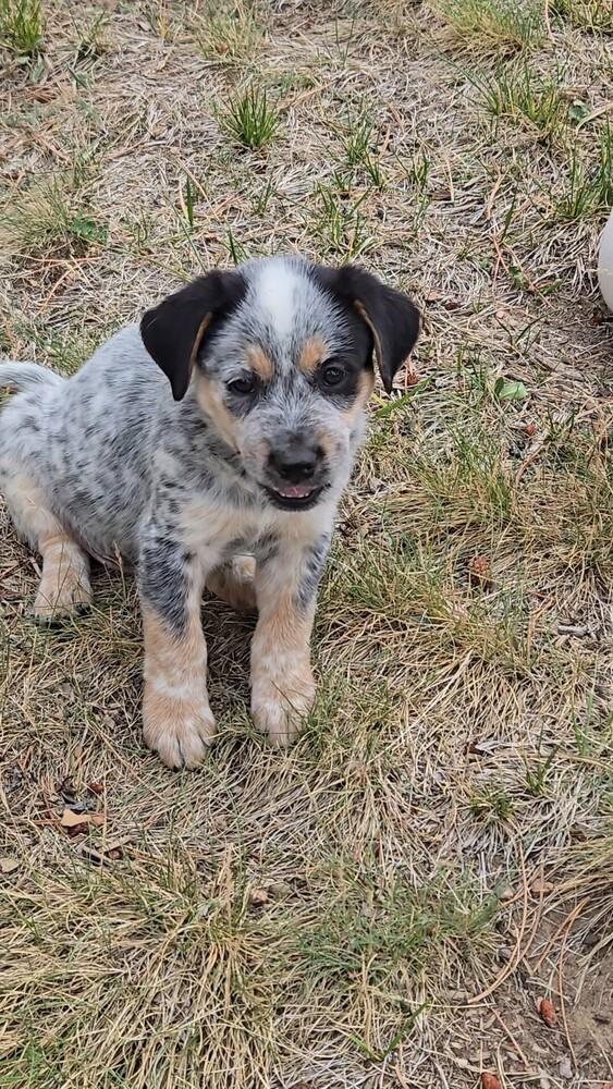 Enlarge Cypress, a Adoptable mixed breed in Evergreen, CO image 3/6