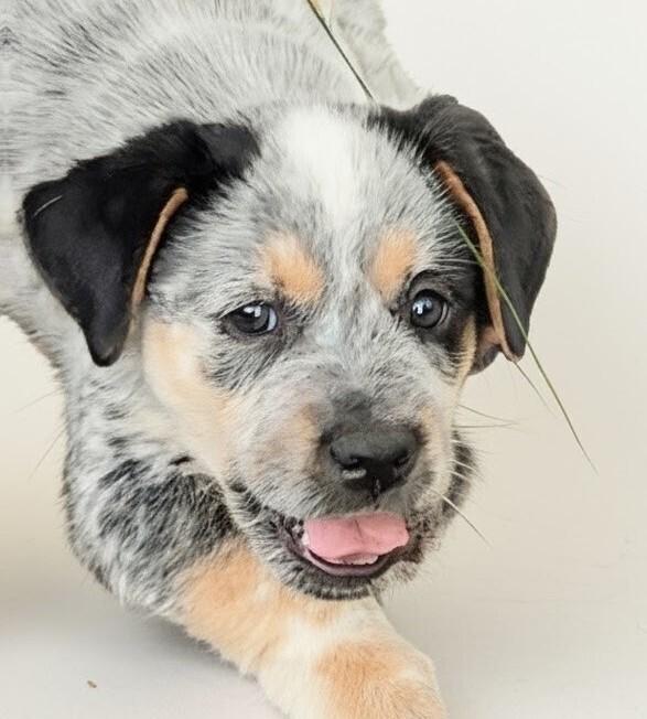 Cypress, Adoptable, Puppy Male Australian Cattle Dog / Blue Heeler & Mixed Breed.