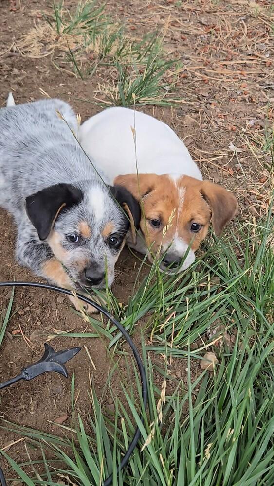 Enlarge Cypress, a Adoptable mixed breed in Evergreen, CO image 4/6