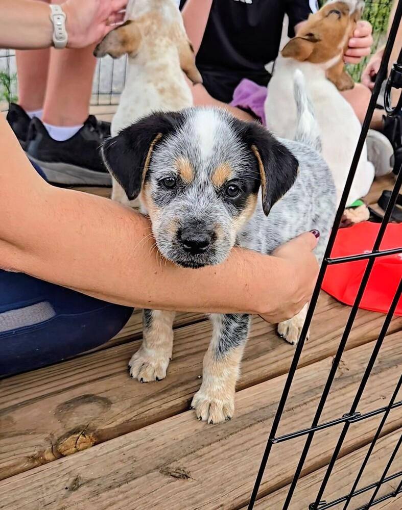 Enlarge Cypress, a Adoptable mixed breed in Evergreen, CO image 5/6