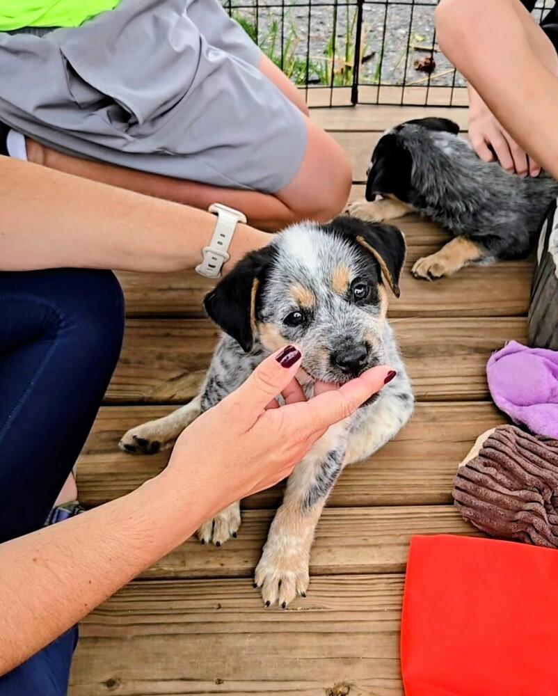 Enlarge Cypress, a Adoptable mixed breed in Evergreen, CO image 6/6