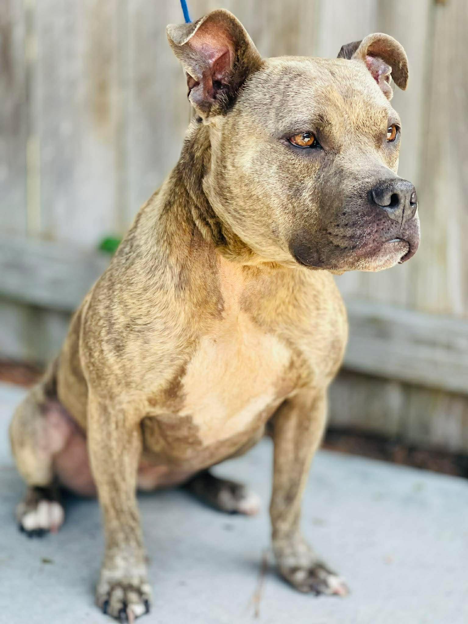 AC- 4740 "Magnolia", ADOPTABLE, Young Female Pit Bull Terrier.
