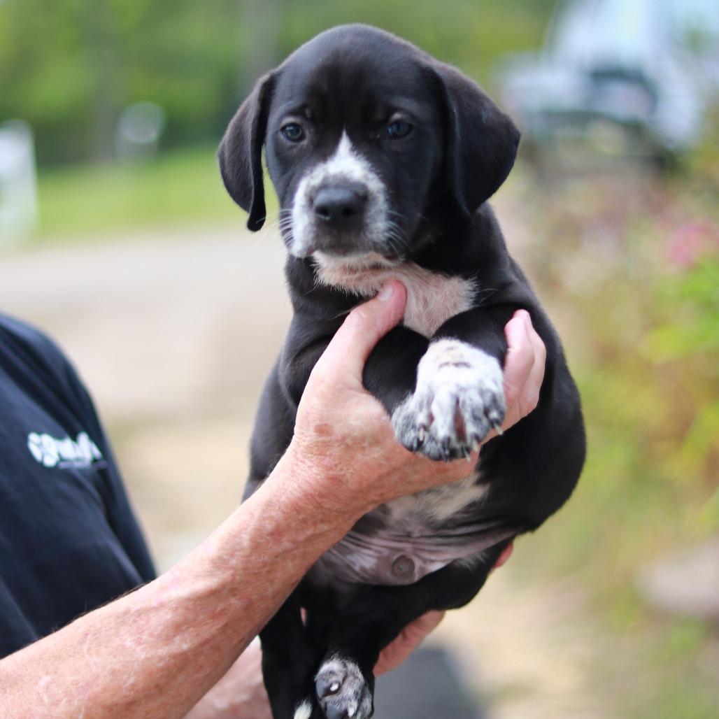 Enlarge NY Coop (Foster in Stormville), a Adoptable mixed breed in Wingdale, NY image 1/5