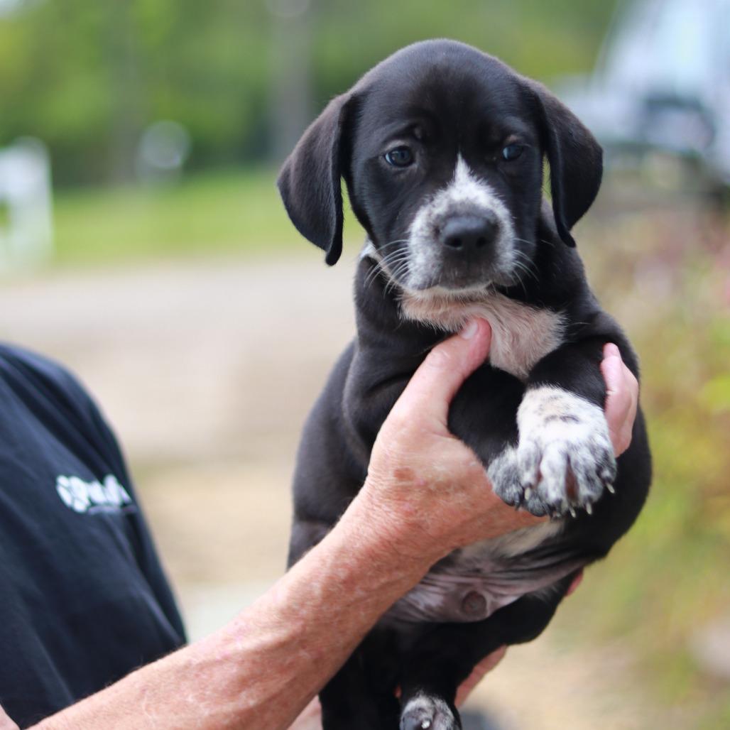 Enlarge NY Coop (Foster in Stormville), a Adoptable mixed breed in Wingdale, NY image 2/5