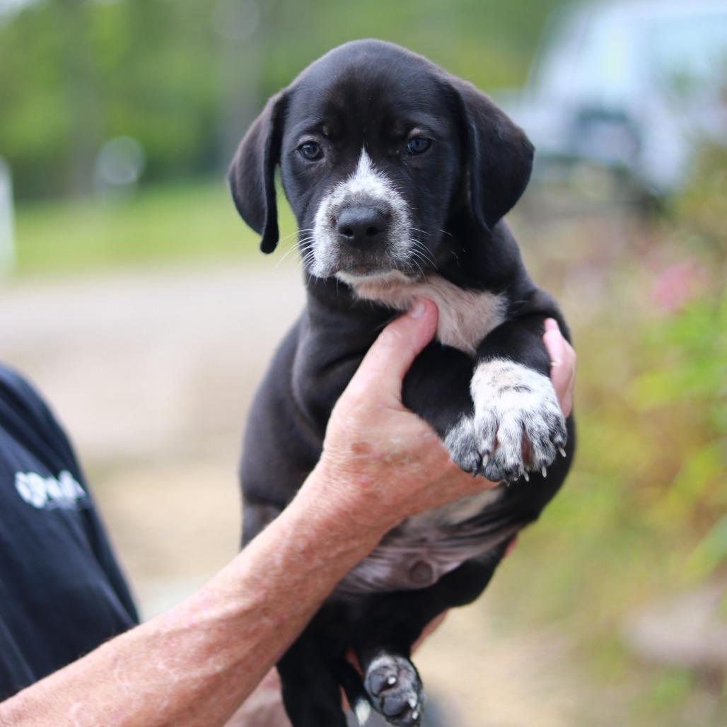 Enlarge NY Coop (Foster in Stormville), a Adoptable mixed breed in Wingdale, NY image 3/5