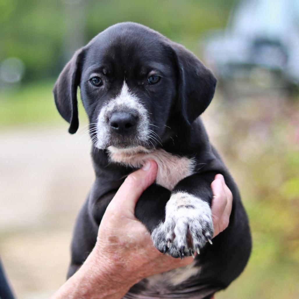 Enlarge NY Coop (Foster in Stormville), a Adoptable mixed breed in Wingdale, NY image 4/5