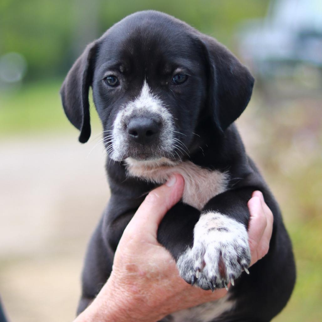 Enlarge NY Coop (Foster in Stormville), a Adoptable mixed breed in Wingdale, NY image 5/5