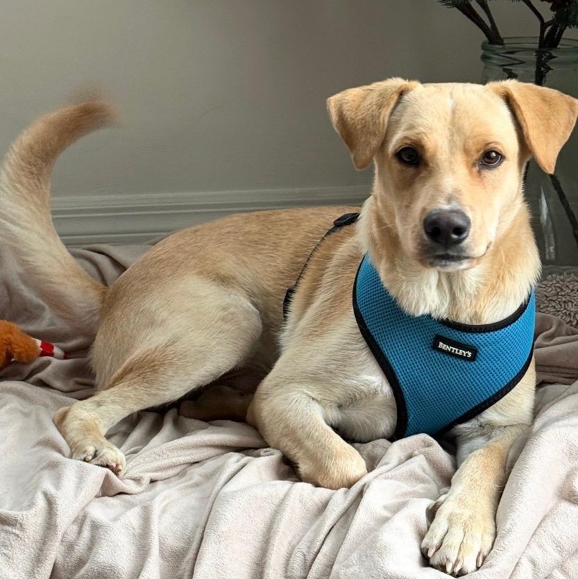 Vanilla - The Sweetest Scoop of a Pup!, Adoptable, Young Male Yellow Labrador Retriever.