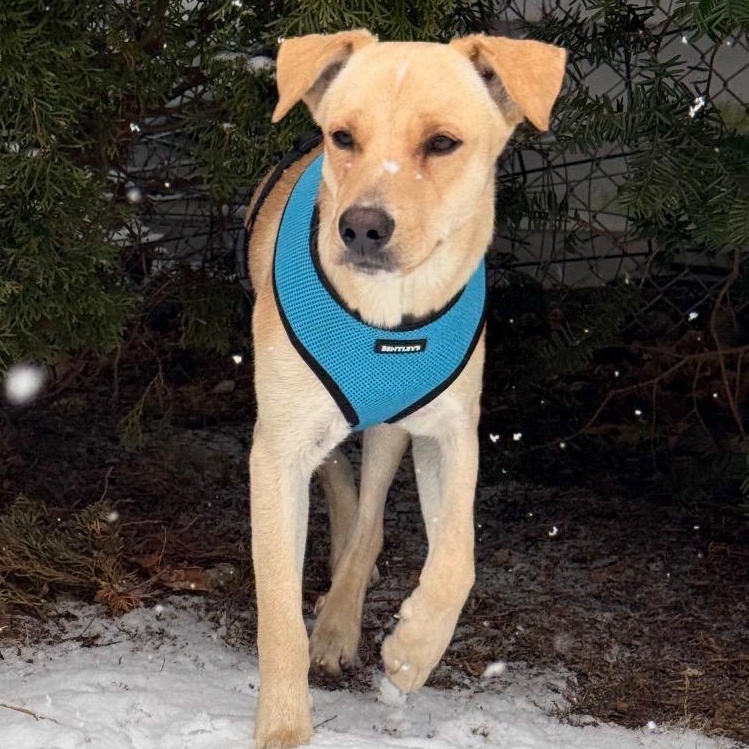 Enlarge Vanilla - The Sweetest Scoop of a Pup!, a Adoptable Yellow Labrador Retriever in HAMPTON, NH image 6/6