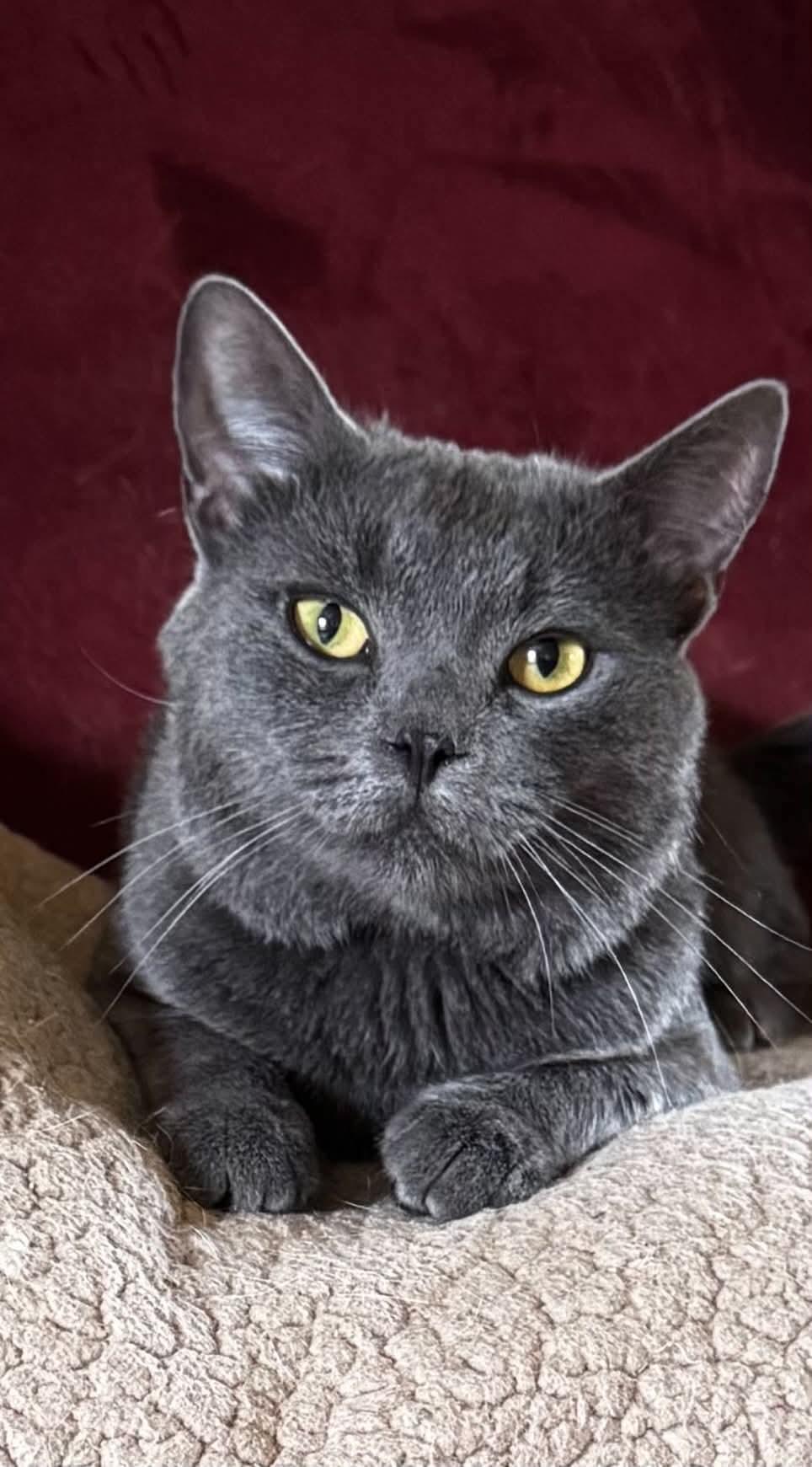 Bleu, Adopted, Adult Male Domestic Short Hair.
