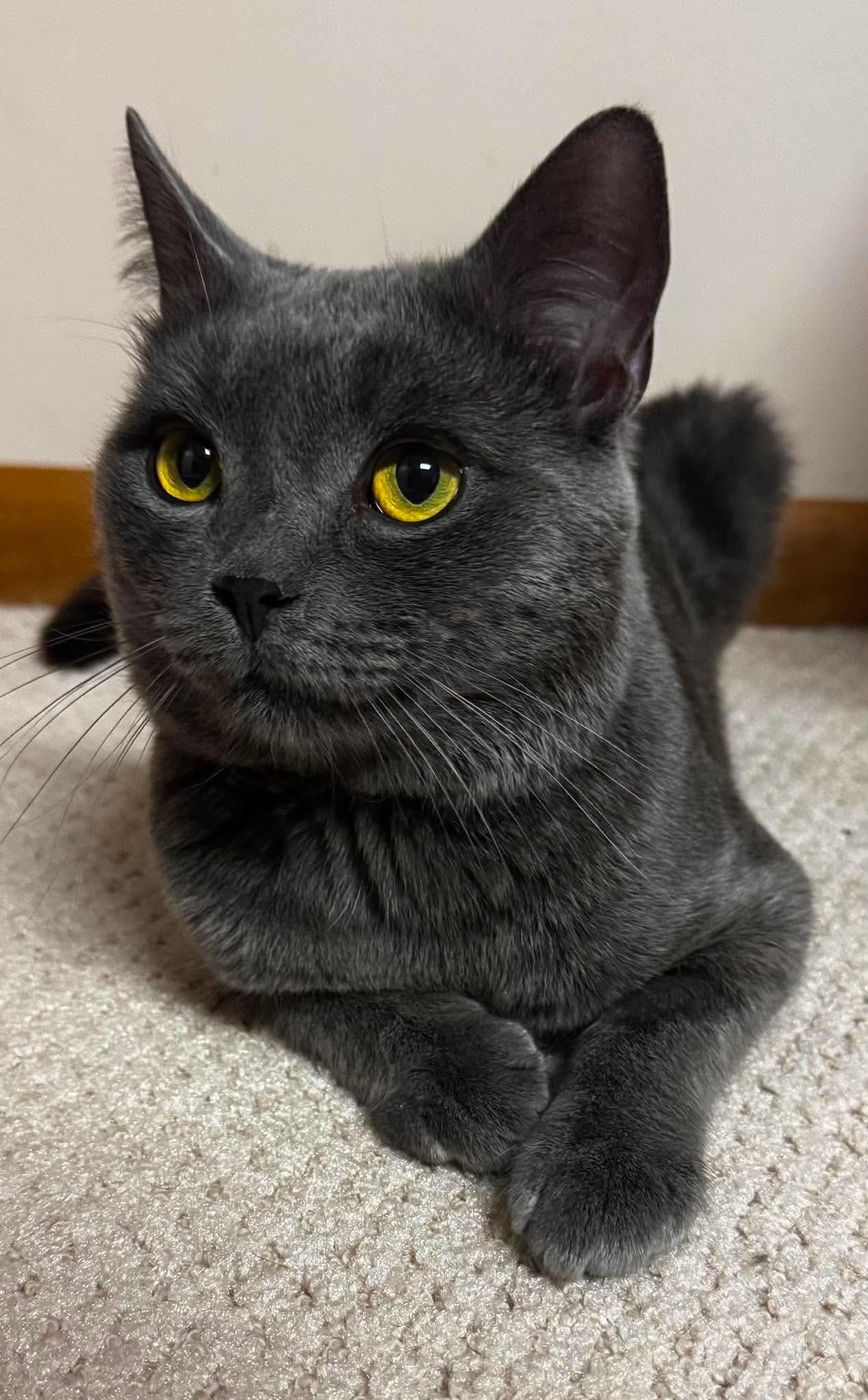 Enlarge Bleu, a Adopted Domestic Short Hair in North Huntingdon, PA image 2/6