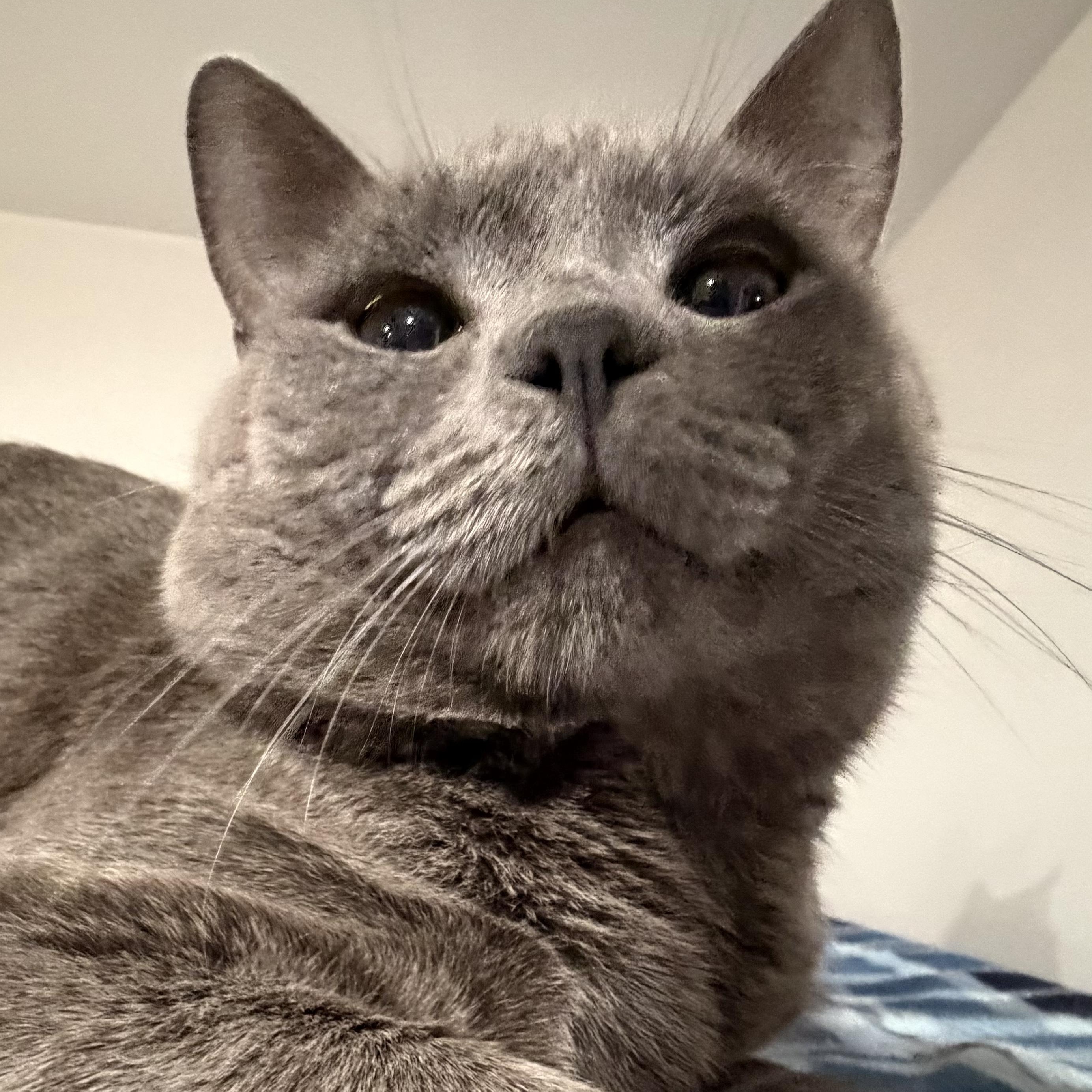 Enlarge Bleu, a Adopted Domestic Short Hair in North Huntingdon, PA image 3/6