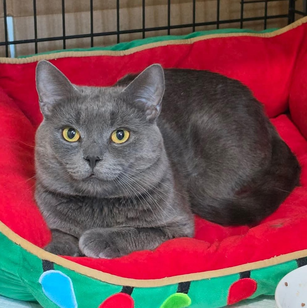 Enlarge Bleu, a Adopted Domestic Short Hair in North Huntingdon, PA image 6/6