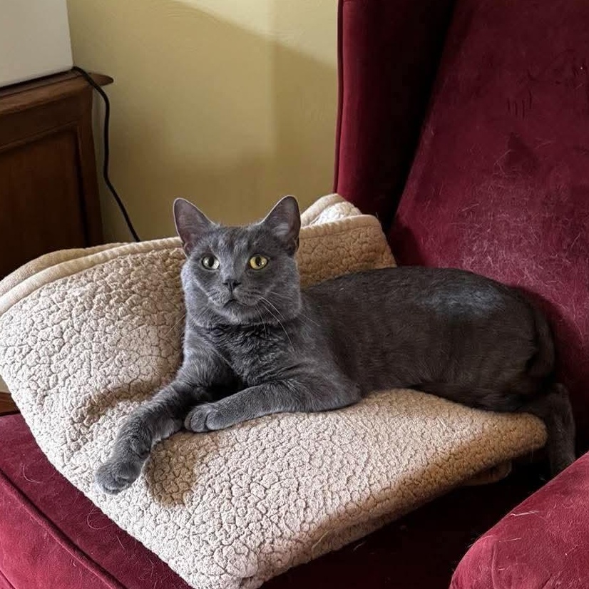 Enlarge Bleu, a Adopted Domestic Short Hair in North Huntingdon, PA image 4/6