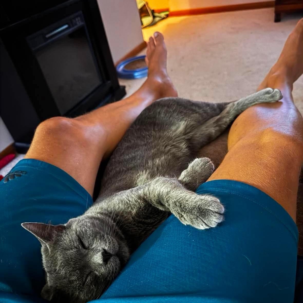 Enlarge Bleu, a Adopted Domestic Short Hair in North Huntingdon, PA image 5/6
