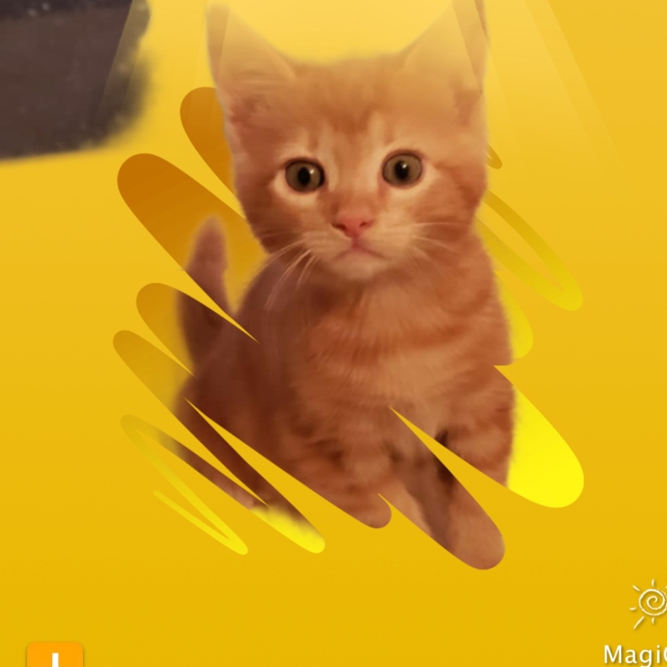 Enlarge Weezer the Teezer, a Adopted Domestic Short Hair in Phoenix, AZ image 1/3