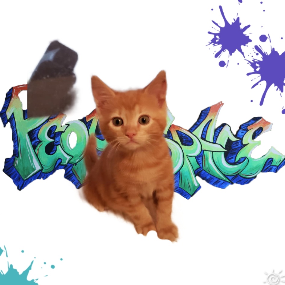 Enlarge Weezer the Teezer, a Adopted Domestic Short Hair in Phoenix, AZ image 2/3