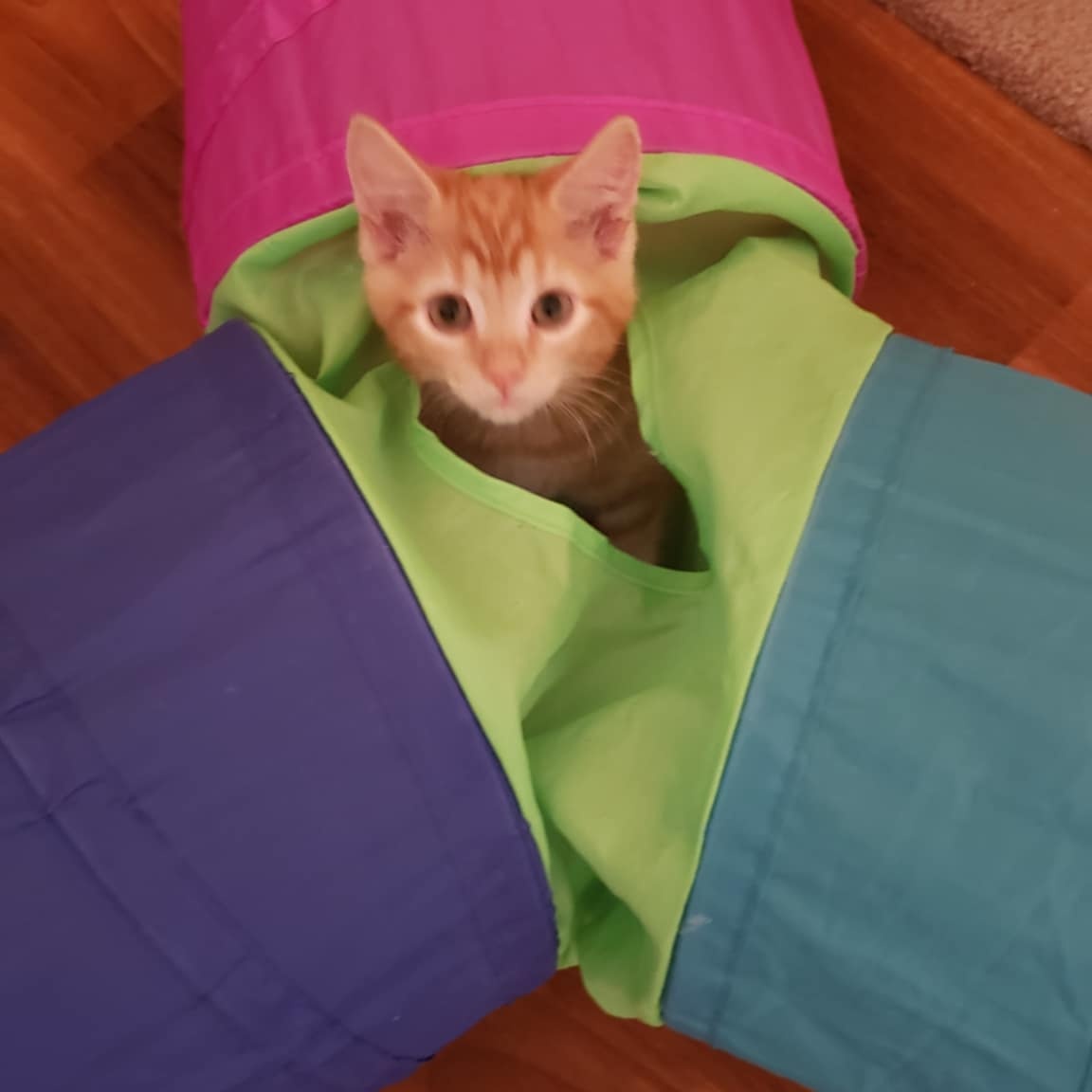 Enlarge Weezer the Teezer, a Adopted Domestic Short Hair in Phoenix, AZ image 3/3