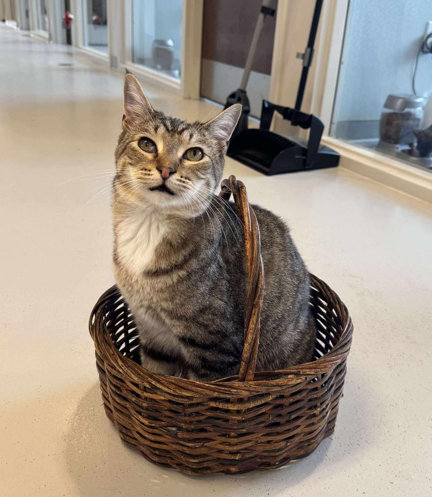 Enlarge Stormy, a Adoptable mixed breed in Dalton, GA image 2/6